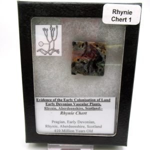 Genuine Devonian Age Ryhnie Chert Specimen in Riker for Sale from Scotland #1