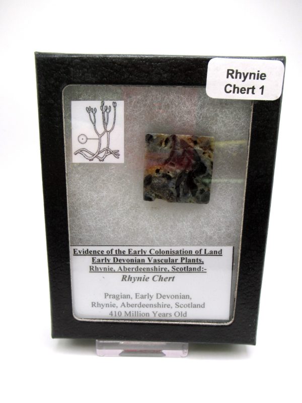 Genuine Devonian Age Ryhnie Chert Specimen in Riker for Sale from Scotland #1