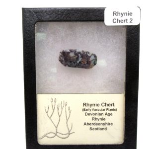 Genuine Devonian Age Ryhnie Chert Specimen in Riker for Sale from Scotland #2