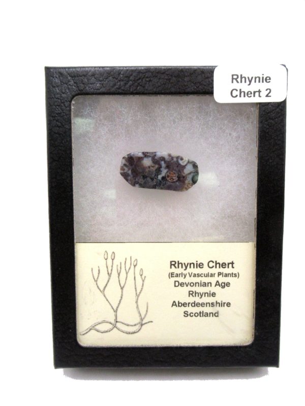 Genuine Devonian Age Ryhnie Chert Specimen in Riker for Sale from Scotland #2