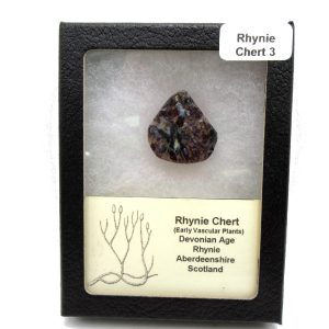 Genuine Devonian Age Ryhnie Chert Specimen in Riker for Sale from Scotland #3