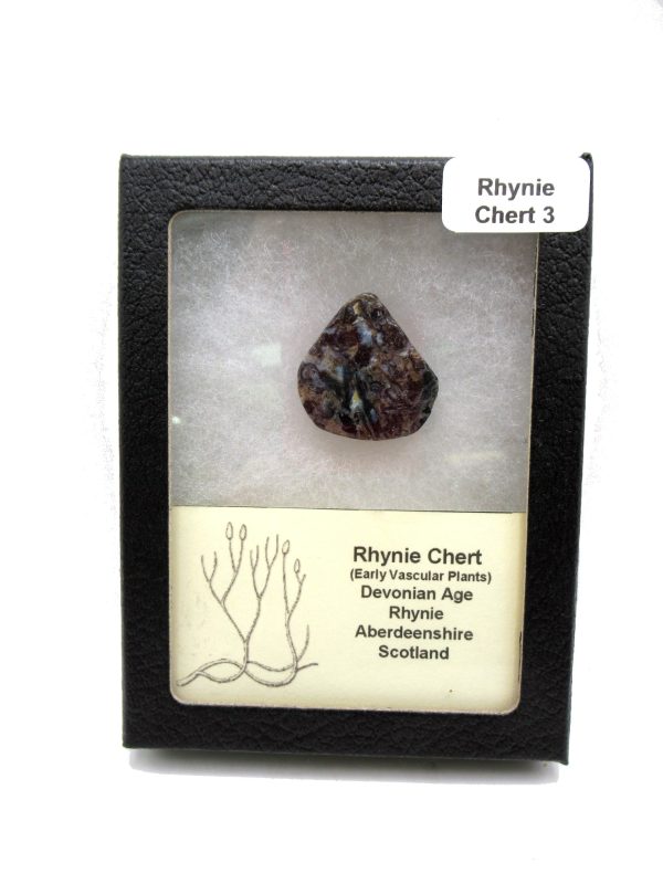 Genuine Devonian Age Ryhnie Chert Specimen in Riker for Sale from Scotland #3