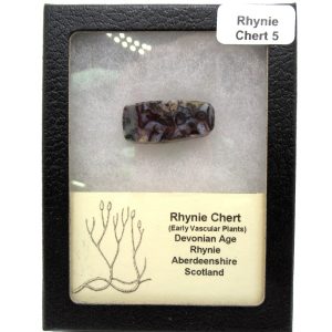 Genuine Devonian Age Ryhnie Chert Specimen in Riker for Sale from Scotland #5