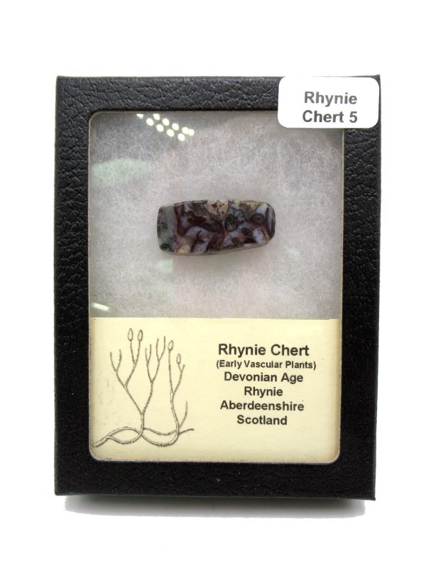 Genuine Devonian Age Ryhnie Chert Specimen in Riker for Sale from Scotland #5