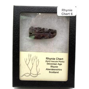 Genuine Devonian Age Ryhnie Chert Specimen in Riker for Sale from Scotland #6