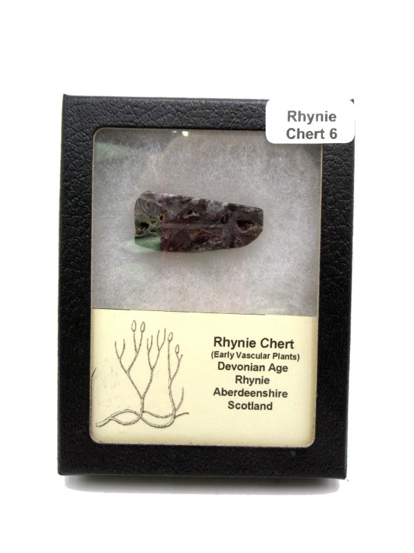 Genuine Devonian Age Ryhnie Chert Specimen in Riker for Sale from Scotland #6