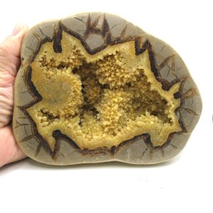 Septarian Nodule Half Cretaceous Age from Utah #1