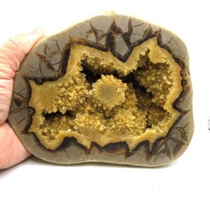 Septarian Nodule Half Cretaceous Age from Utah #2