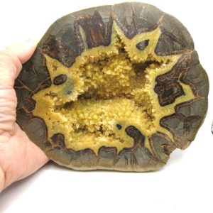 Septarian Nodule Half Cretaceous Age from Utah #3