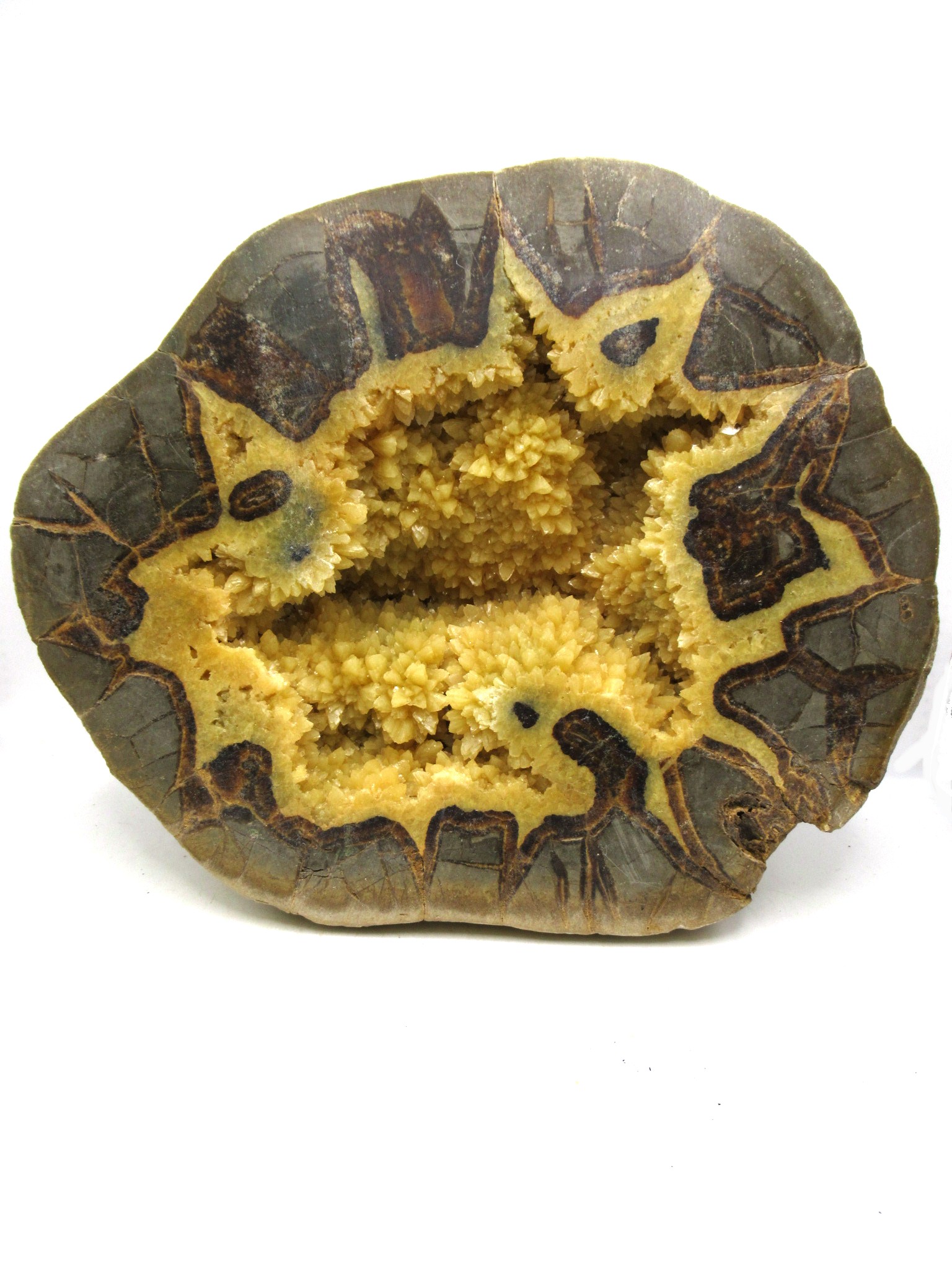 Genuine Cretaceous Age Conlinoceras tarrantense Ammonite for Sale from Texas #1b