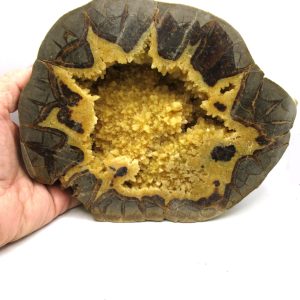 Septarian Nodule Half Cretaceous Age from Utah #4