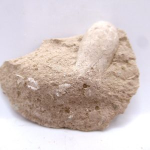 Genuine Oligocene Turtle Egg in Matrix From Wyoming For Sale #11