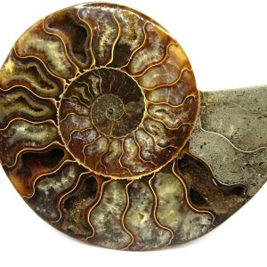 General Cretaceous Age Cleoniceras Ammonite Half Fossil From Madagascar For Sale #1