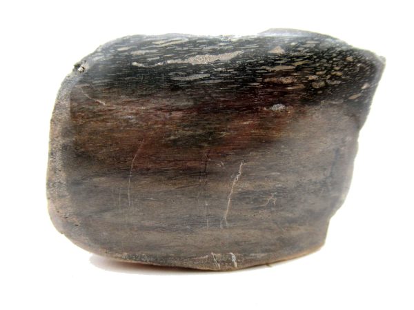 Jurassic Dinosaur Bone - Polished #125