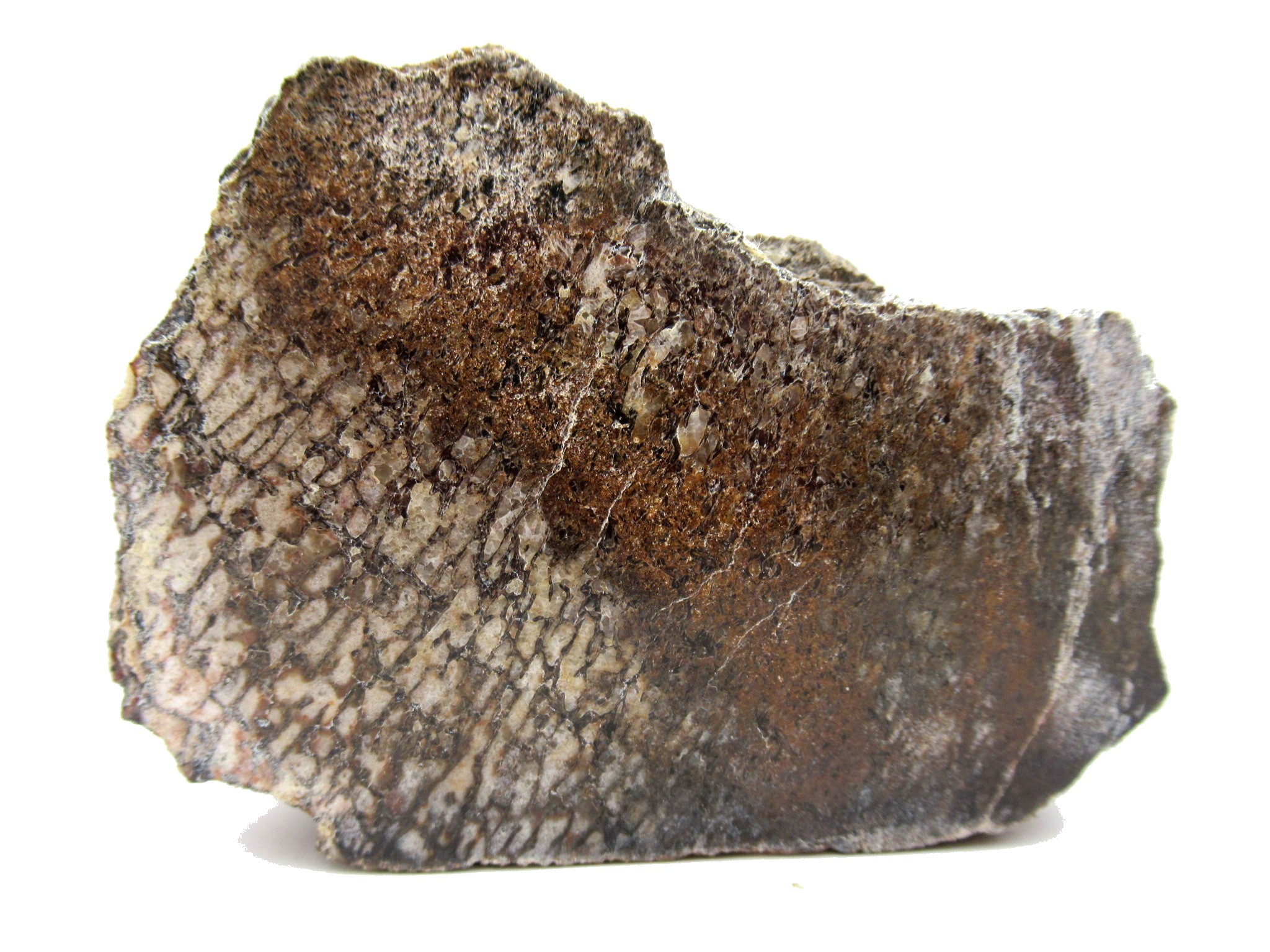 utah jurassic polished dinosaur bone piece 131 | Fossils for Sale