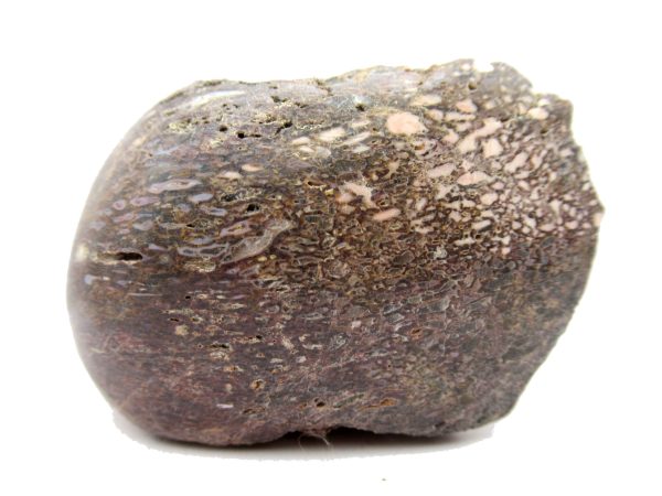 Jurassic Dinosaur Bone - Polished #133