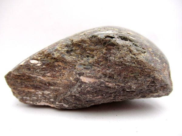 Jurassic Dinosaur Bone - Polished #133 - Image 3