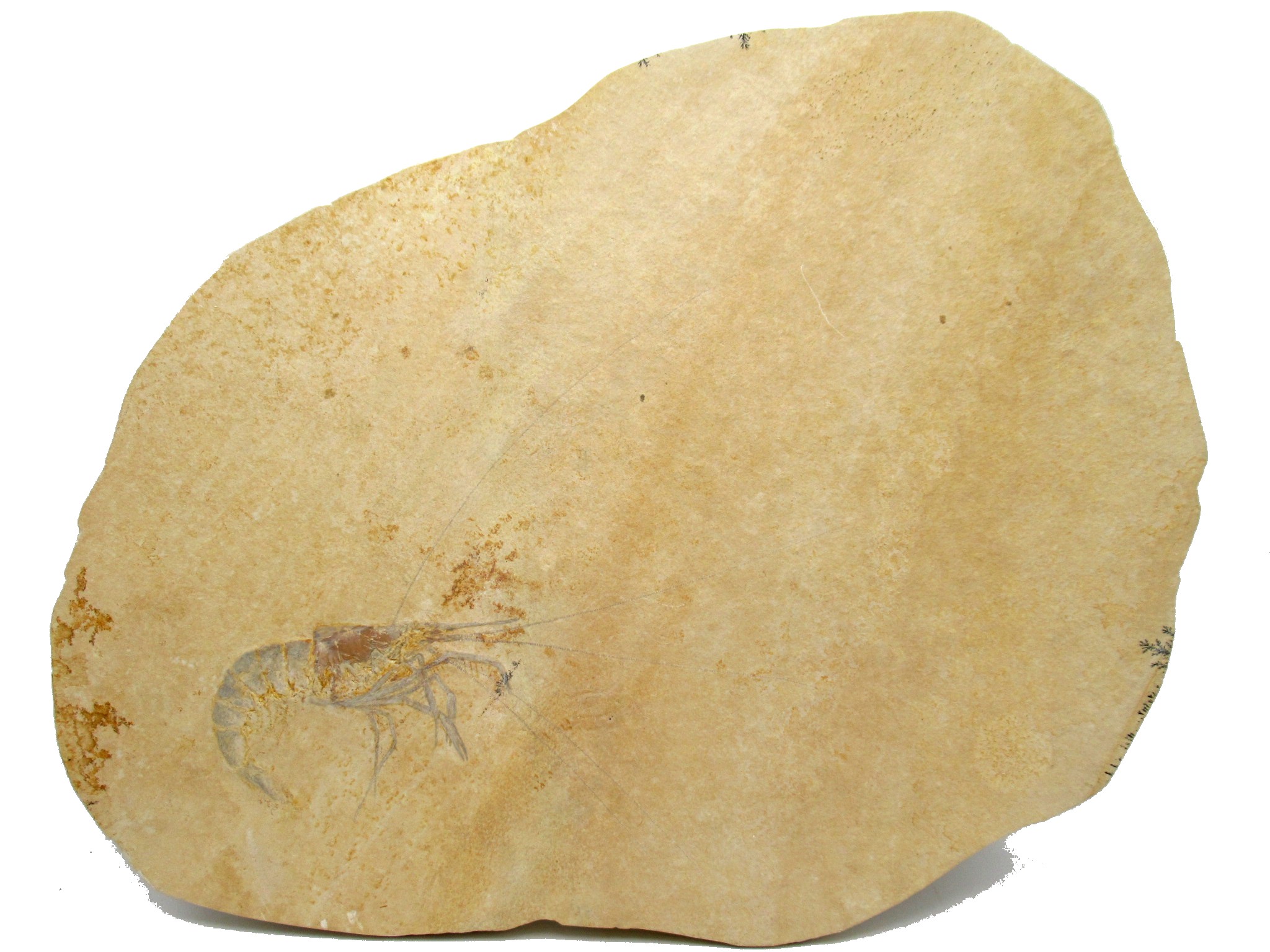 Jurassic Solnhofen Shrimp #SS80 | Fossils for Sale