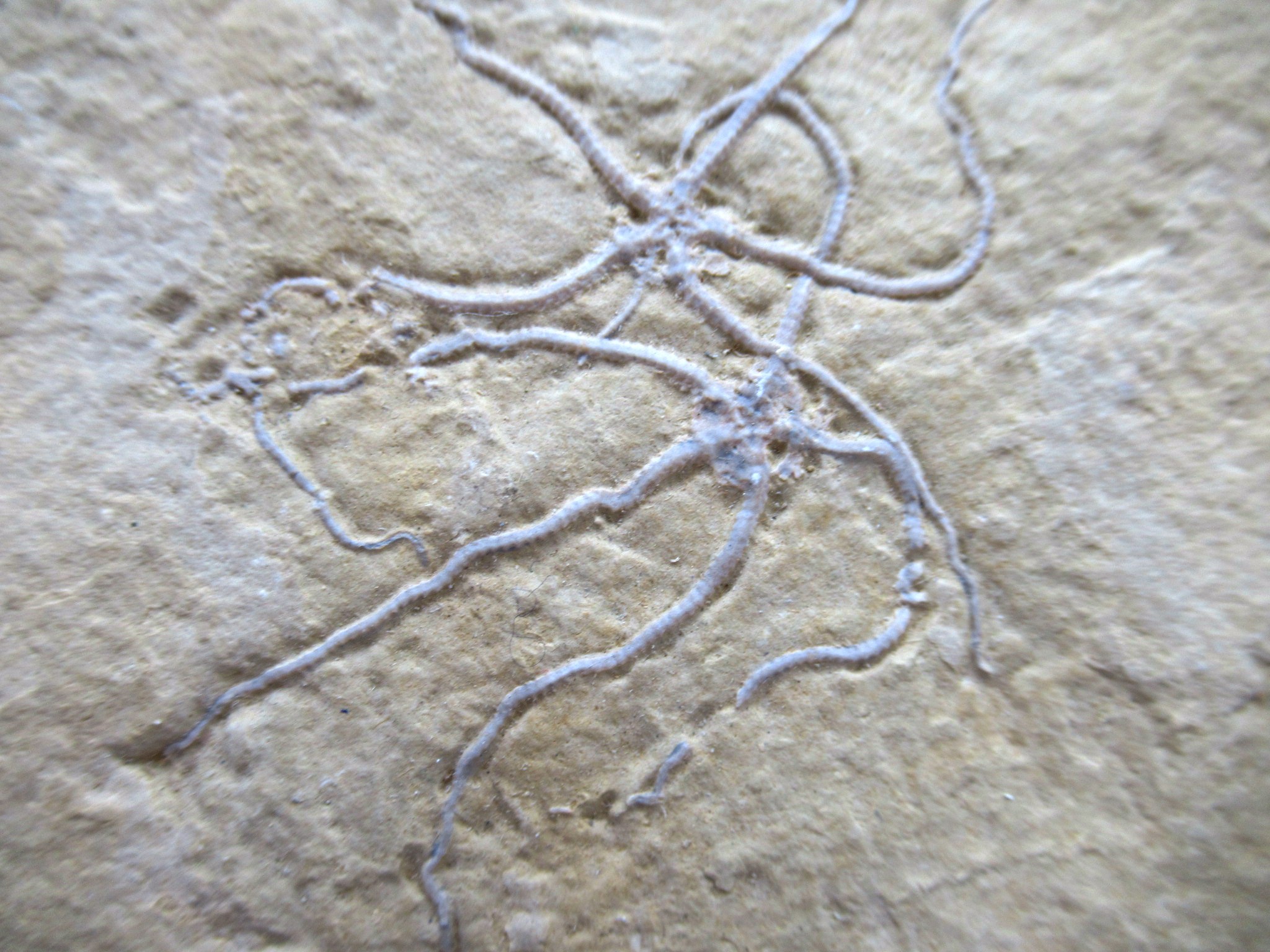 Genuine Jurassic Age Brittle Star Fossil for Sale from Germian #45c