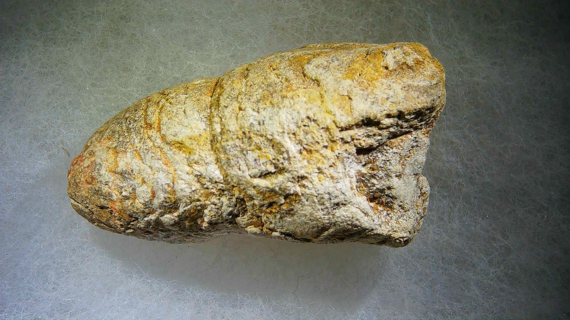 Morocco Cretaceous Fish or Shark Coprolite 29b | Fossils for Sale Genuine Cretaceous Age Fish or Shark Coprolite Fossil for Sale from Morocco #29b