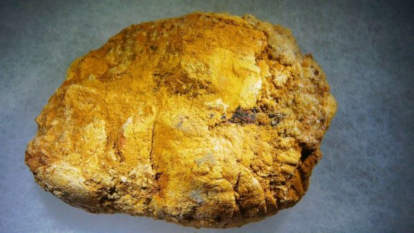 Genuine Cretaceous Age Fish or Shark Coprolite Fossil for Sale from Morocco #36