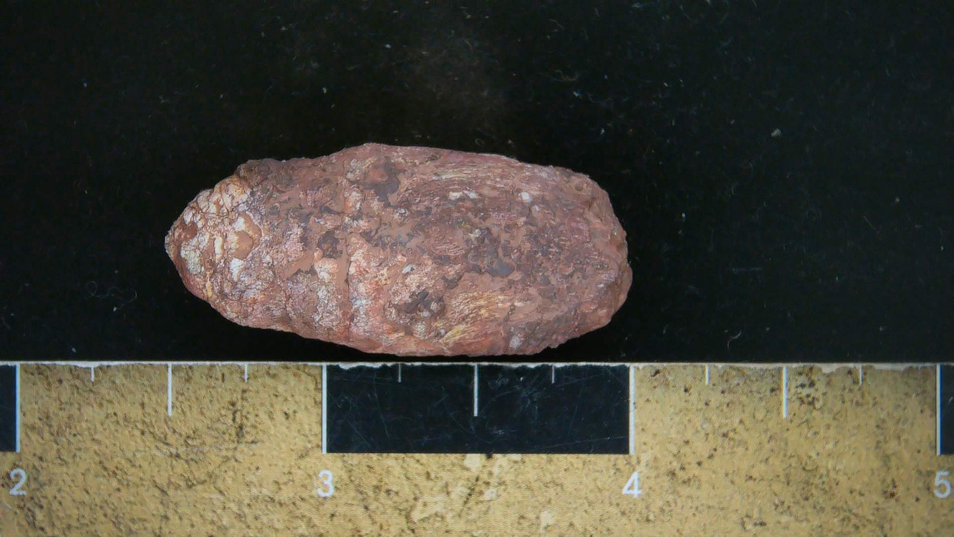 New Mexico Triassic Dinosaur Coprolite 12a | Fossils for Sale Genuine Triassic Age Dinosaur Coprolite Fossil for Sale from New Mexico #12a