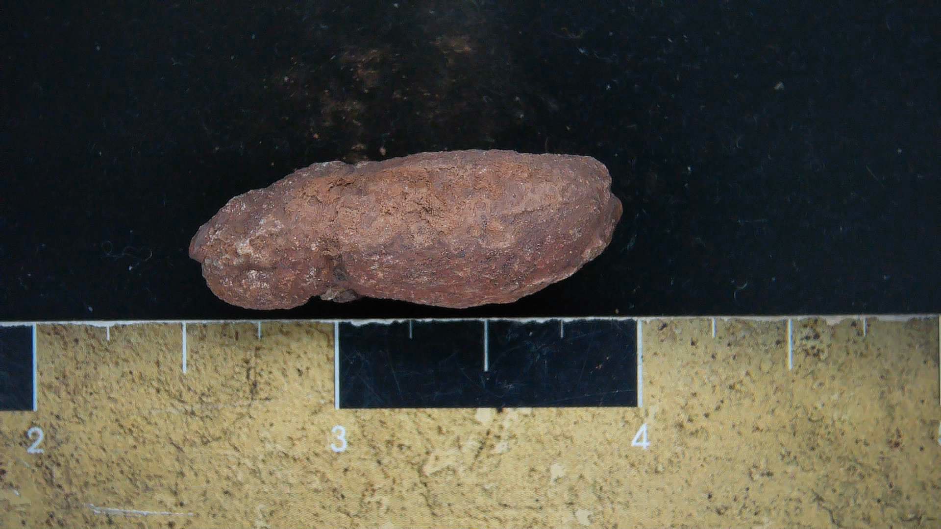 New Mexico Triassic Dinosaur Coprolite 13a | Fossils for Sale Genuine Triassic Age Dinosaur Coprolite Fossil for Sale from New Mexico #13a