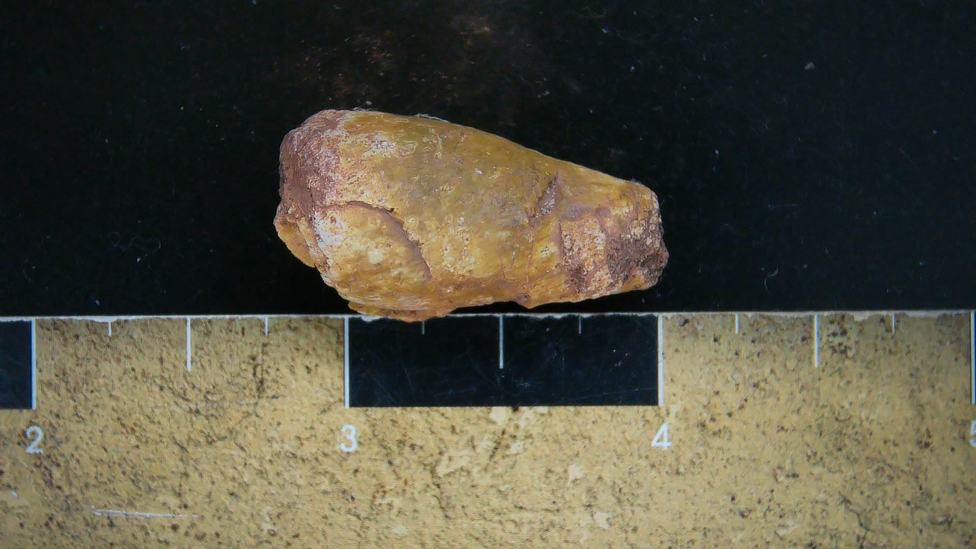 New Mexico Triassic Dinosaur Coprolite 16 | Fossils for Sale Genuine Triassic Age Dinosaur Coprolite Fossil for Sale from New Mexico #16