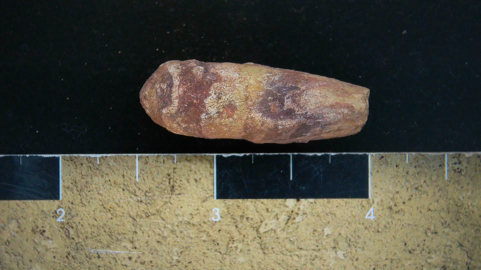New Mexico Triassic Dinosaur Coprolite 17 | Fossils for Sale Genuine Triassic Age Dinosaur Coprolite Fossil for Sale from New Mexico #17