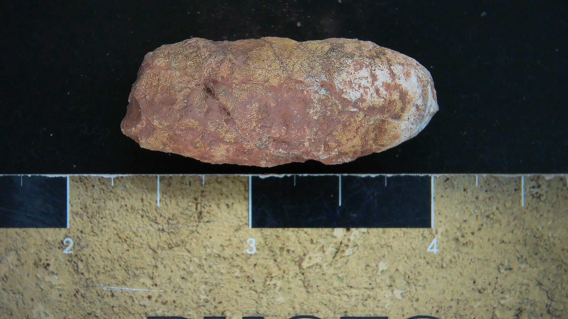 New Mexico Triassic Dinosaur Coprolite 21 | Fossils for Sale Genuine Triassic Age Dinosaur Coprolite Fossil for Sale from New Mexico #21