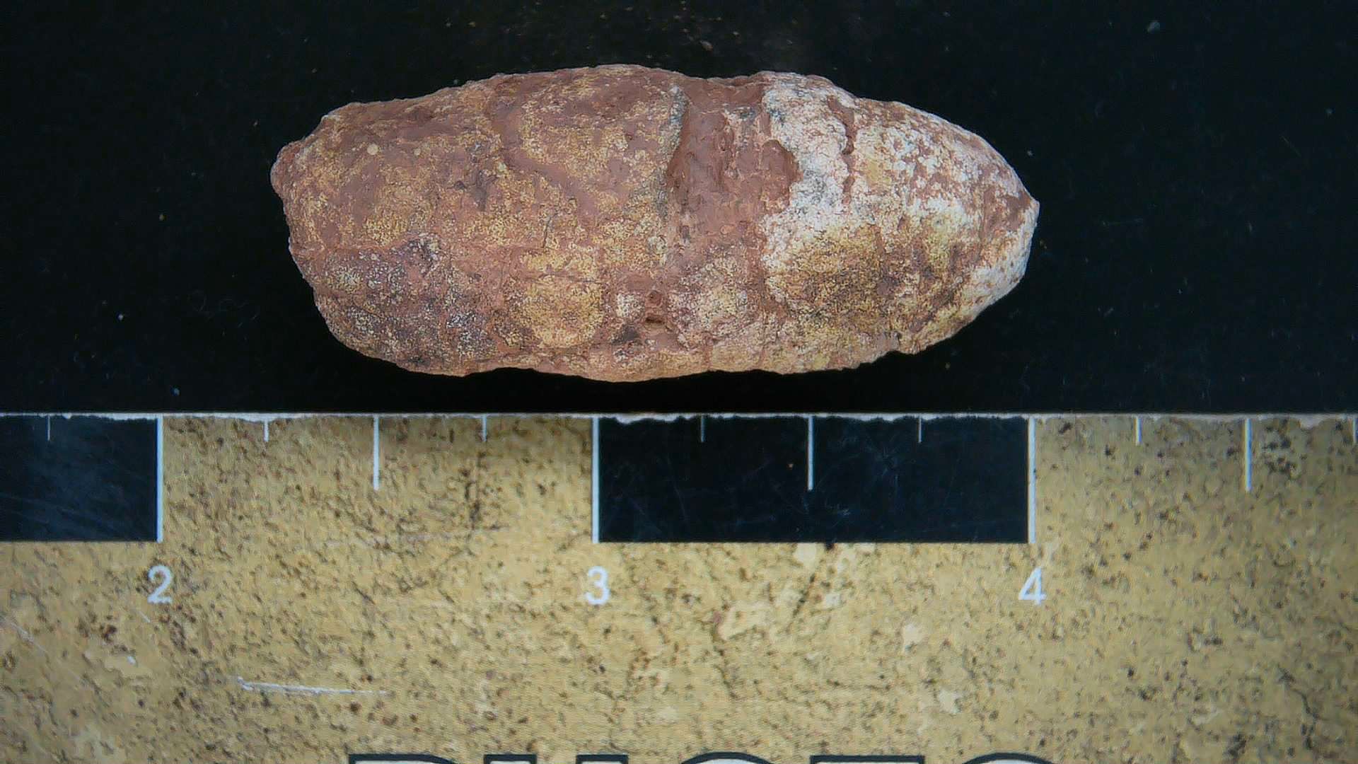 New Mexico Triassic Dinosaur Coprolite 21a | Fossils for Sale Genuine Triassic Age Dinosaur Coprolite Fossil for Sale from New Mexico #21a