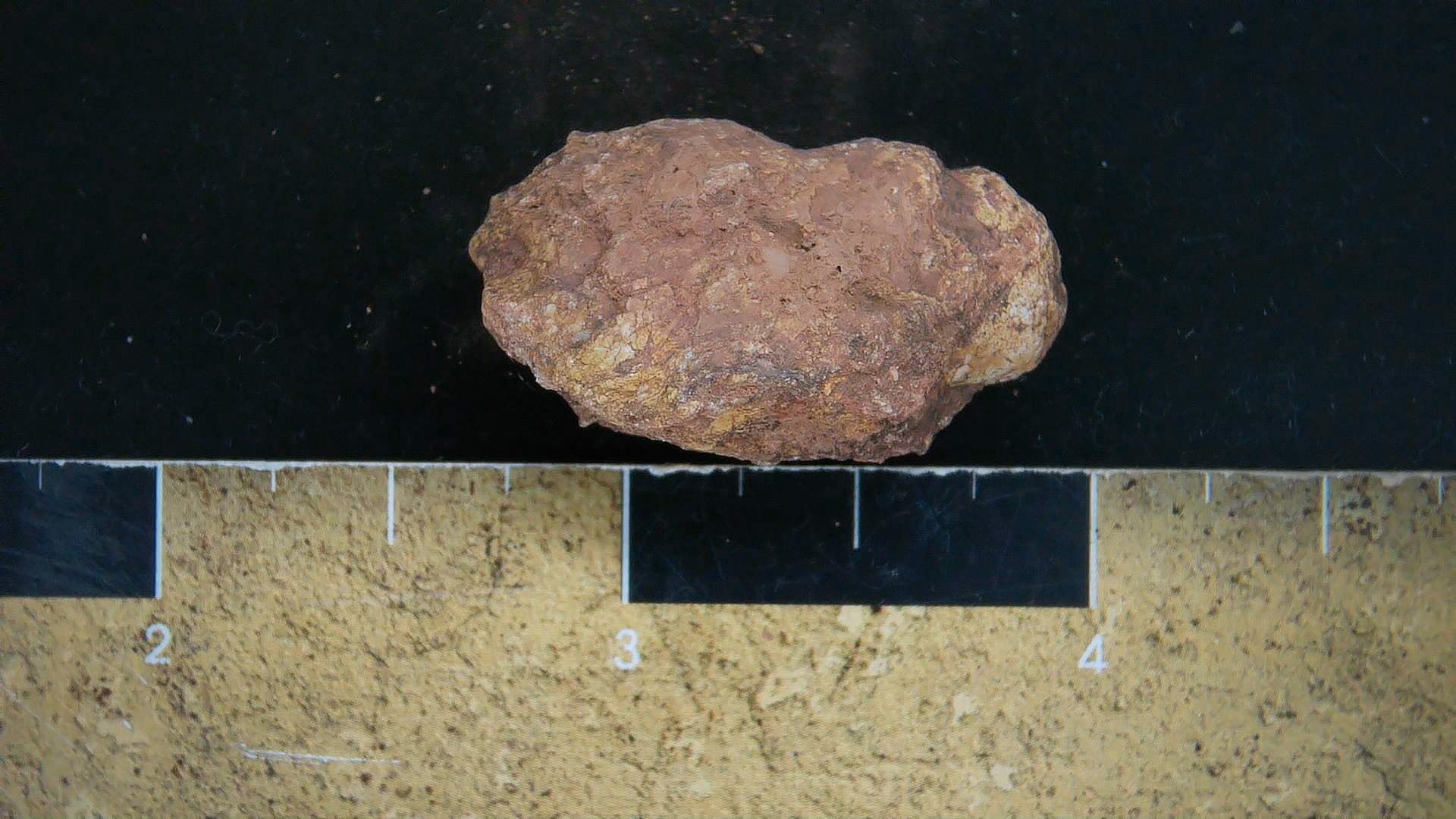 New Mexico Triassic Dinosaur Coprolite 22 | Fossils for Sale Genuine Triassic Age Dinosaur Coprolite Fossil for Sale from New Mexico #22