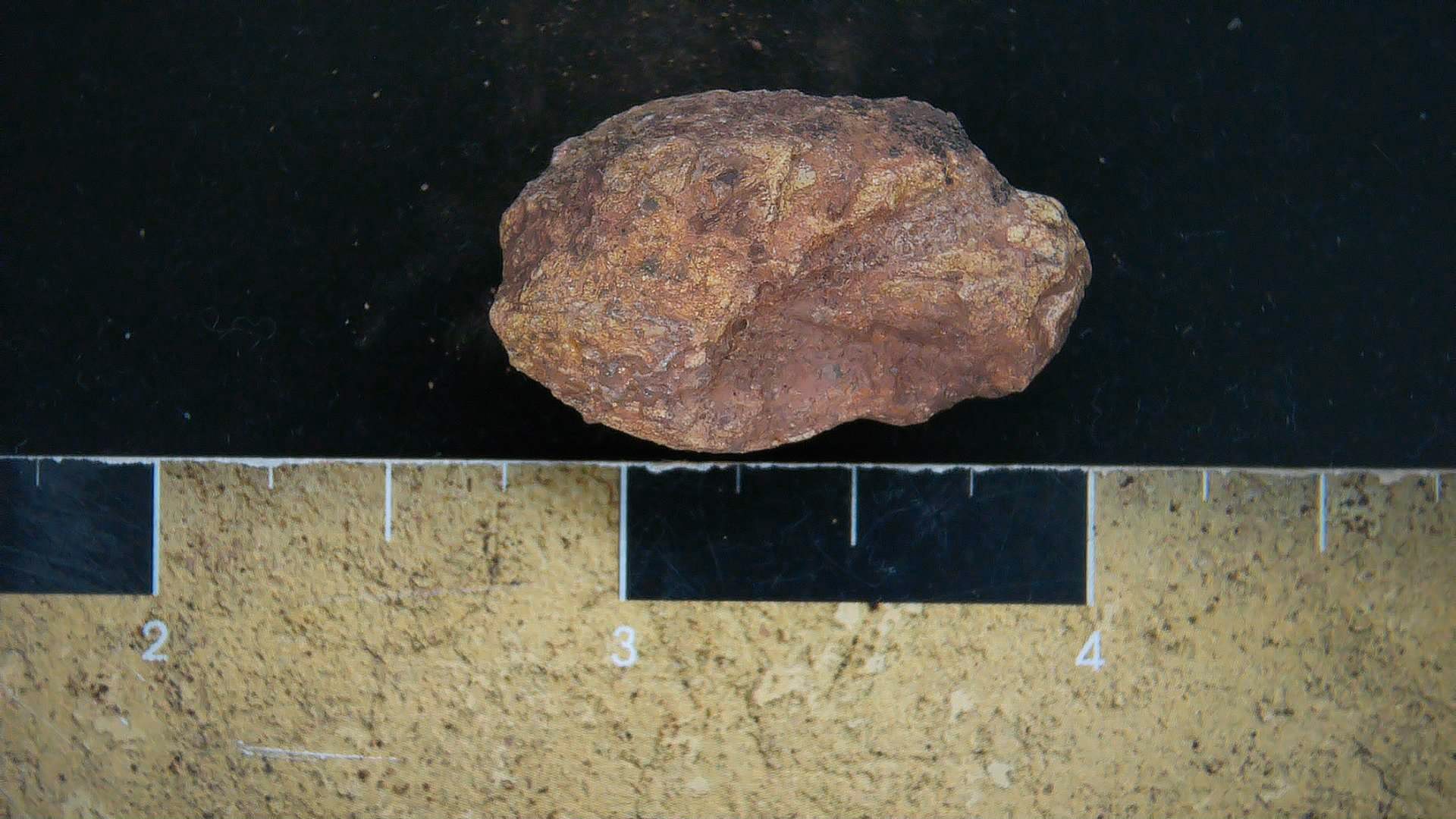 New Mexico Triassic Dinosaur Coprolite 22a | Fossils for Sale Genuine Triassic Age Dinosaur Coprolite Fossil for Sale from New Mexico #22a