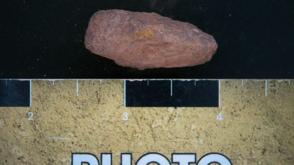 Genuine Triassic Age Dinosaur Coprolite Fossil for Sale from New Mexico #26a