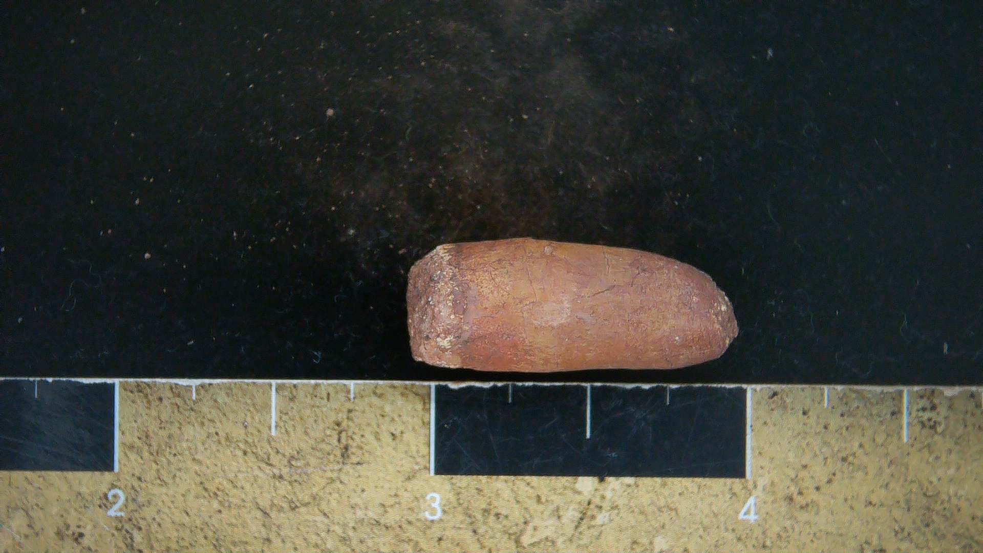 New Mexico Triassic Dinosaur Coprolite 31 | Fossils for Sale Genuine Triassic Age Dinosaur Coprolite Fossil for Sale from New Mexico #31