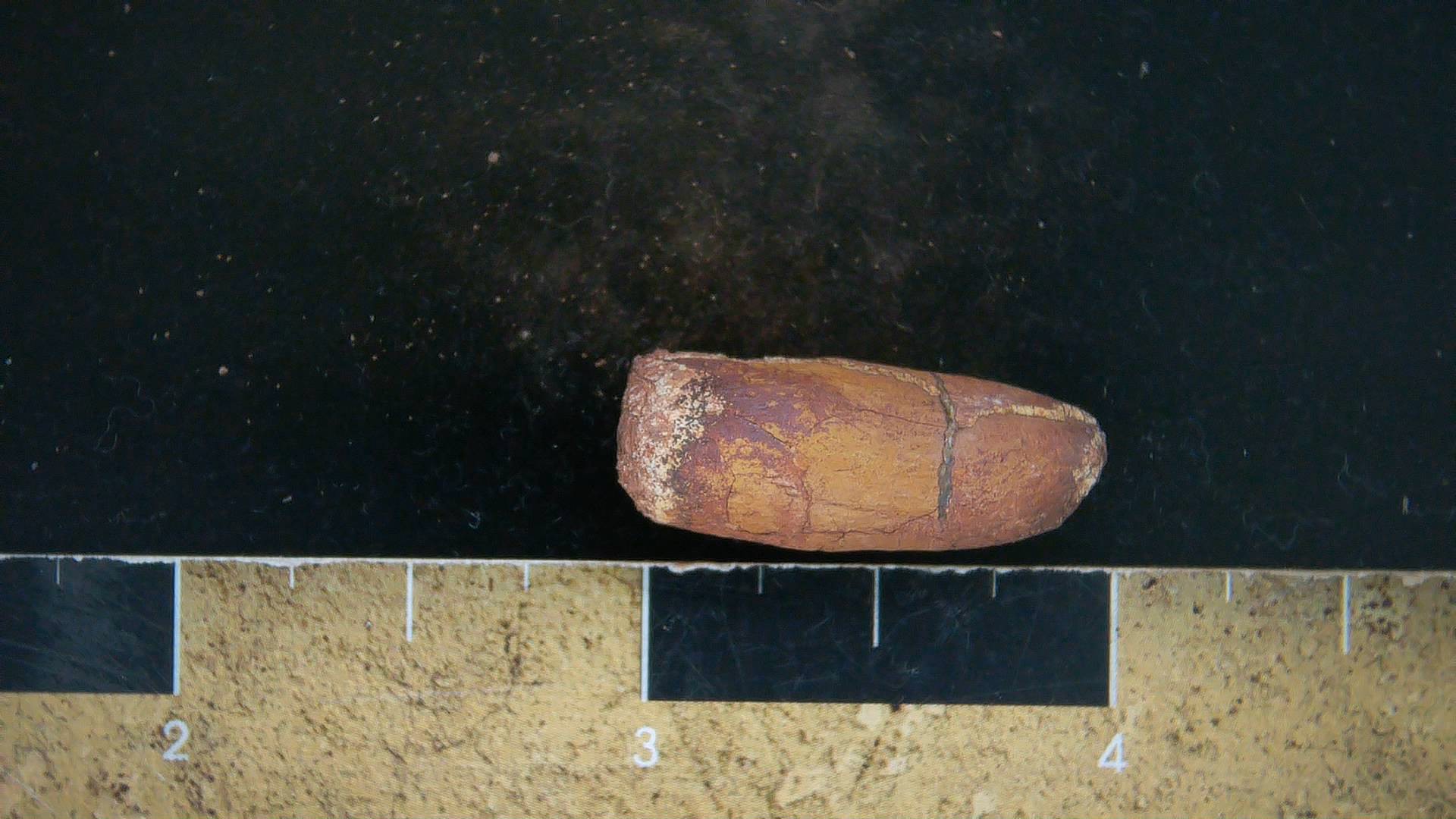 New Mexico Triassic Dinosaur Coprolite 31a | Fossils for Sale Genuine Triassic Age Dinosaur Coprolite Fossil for Sale from New Mexico #31a