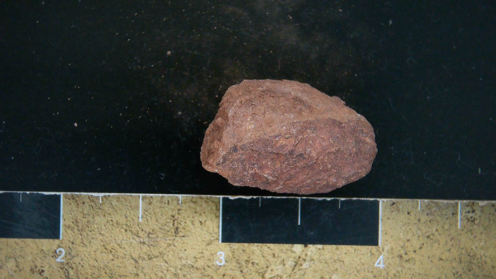 New Mexico Triassic Dinosaur Coprolite 32a | Fossils for Sale Genuine Triassic Age Dinosaur Coprolite Fossil for Sale from New Mexico #32a