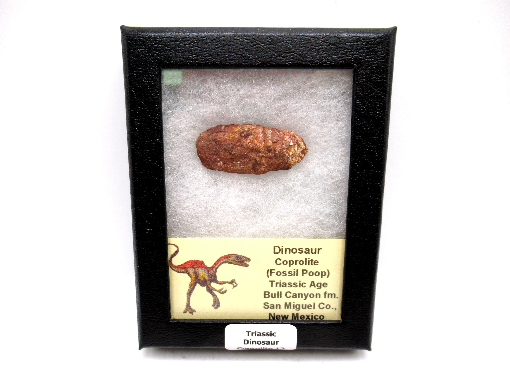 Utah Jurassic Age Dinosaur Coprolite 12 | Fossils for Sale Genuine Jurassic Age Dinosaur Coprolite Fossil for Sale from Utah #12