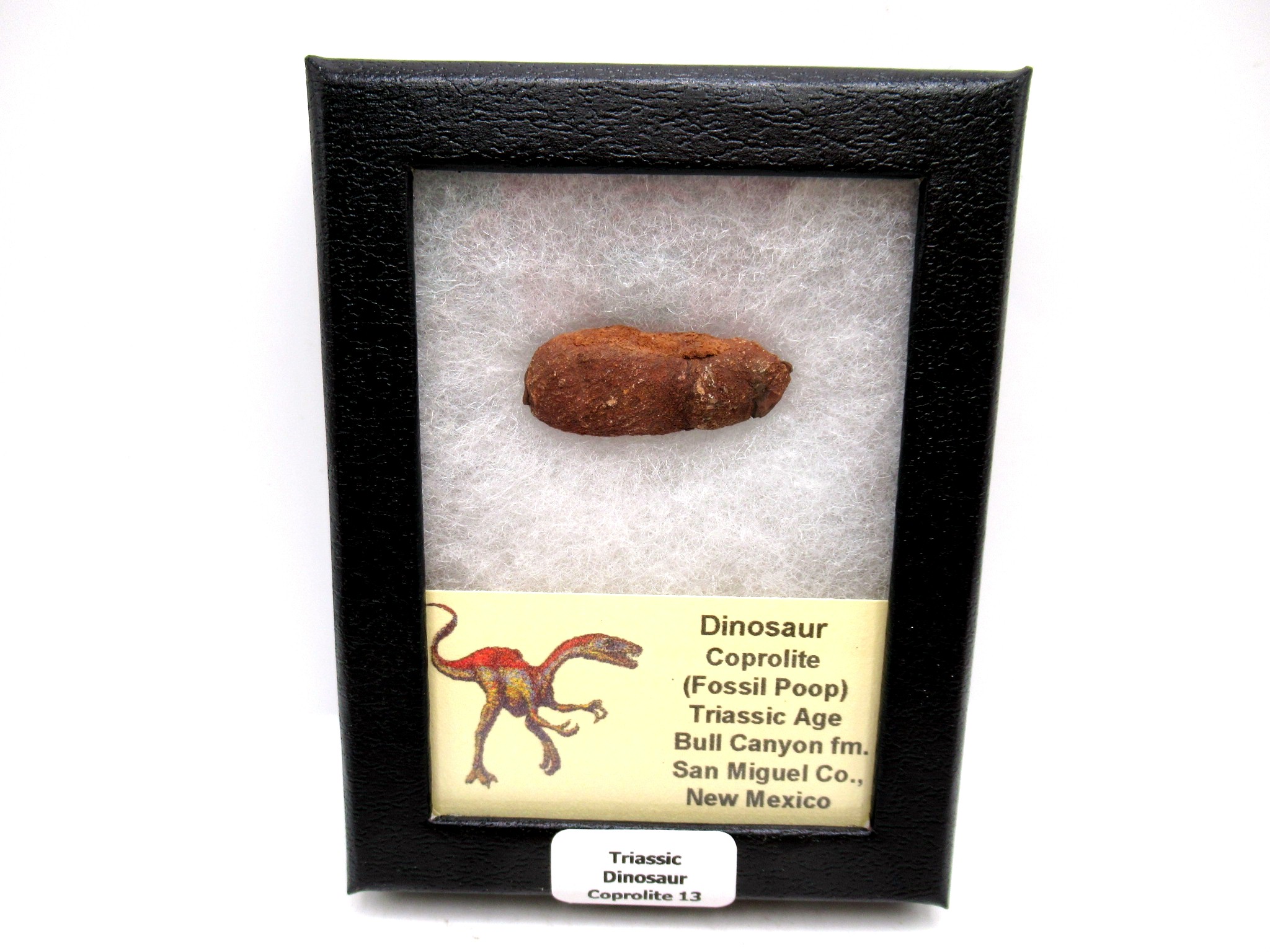 Utah Jurassic Age Dinosaur Coprolite 13 | Fossils for Sale Genuine Jurassic Age Dinosaur Coprolite Fossil for Sale from Utah #13