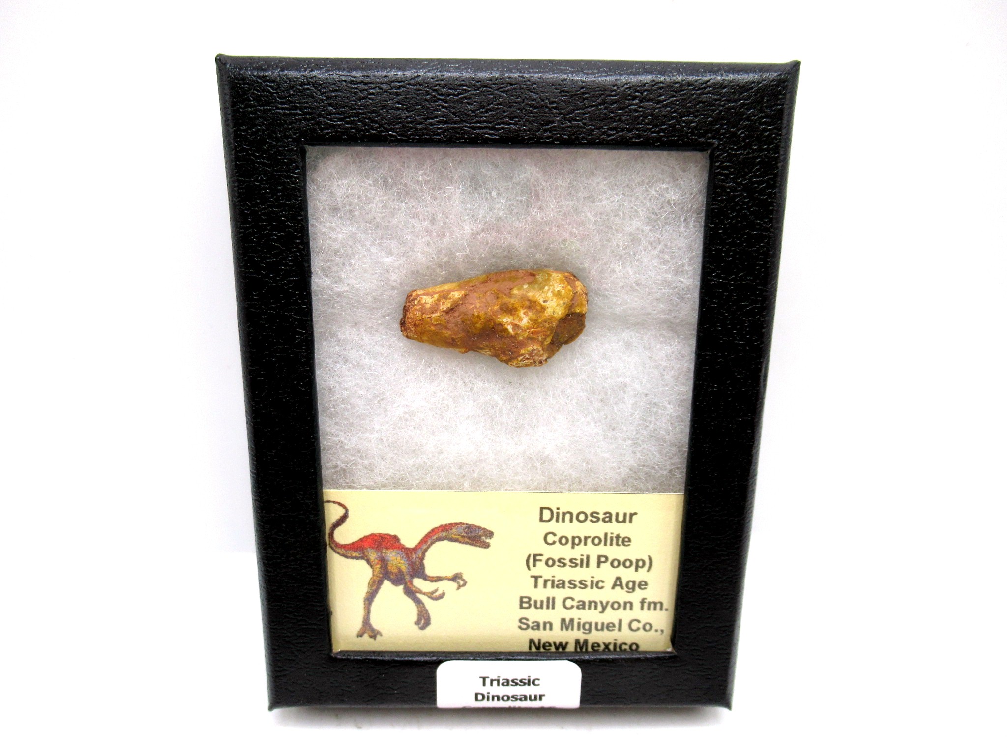 Utah Jurassic Age Dinosaur Coprolite 16 | Fossils for Sale Genuine Jurassic Age Dinosaur Coprolite Fossil for Sale from Utah #16