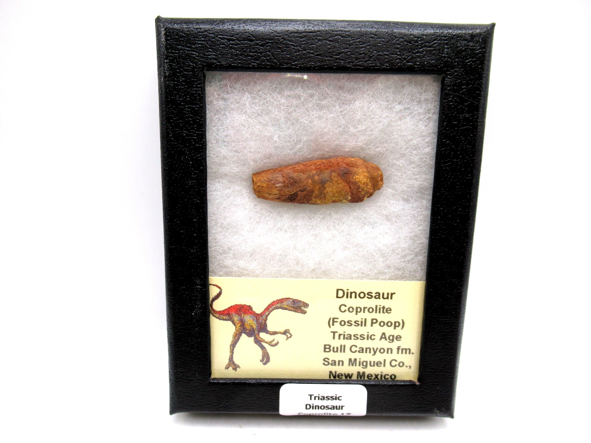 Utah Jurassic Age Dinosaur Coprolite 17 | Fossils for Sale Genuine Jurassic Age Dinosaur Coprolite Fossil for Sale from Utah #17