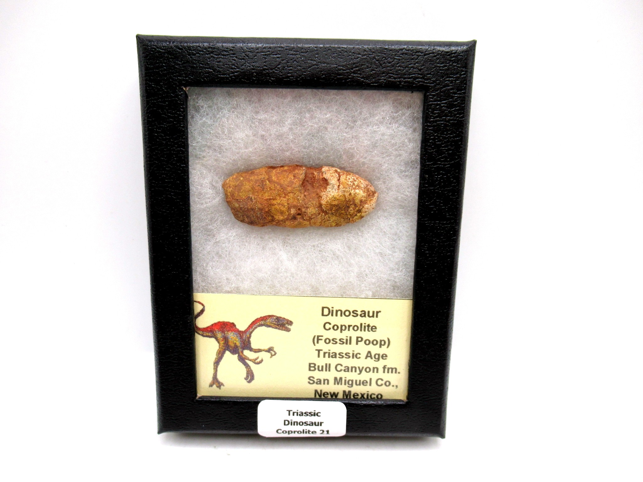 Utah Jurassic Age Dinosaur Coprolite 21 | Fossils for Sale Genuine Jurassic Age Dinosaur Coprolite Fossil for Sale from Utah #21