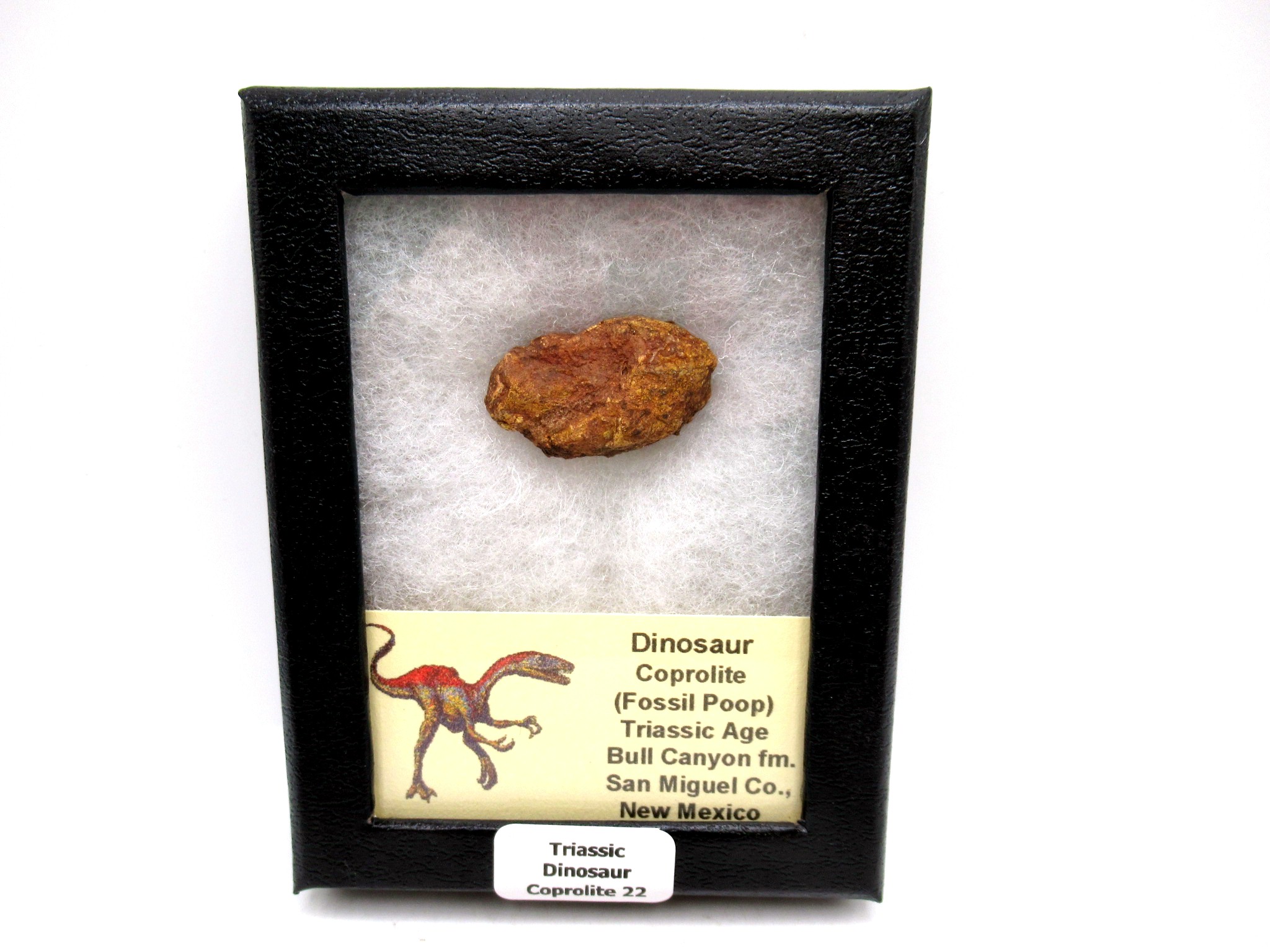 Utah Jurassic Age Dinosaur Coprolite 22 | Fossils for Sale Genuine Jurassic Age Dinosaur Coprolite Fossil for Sale from Utah #22