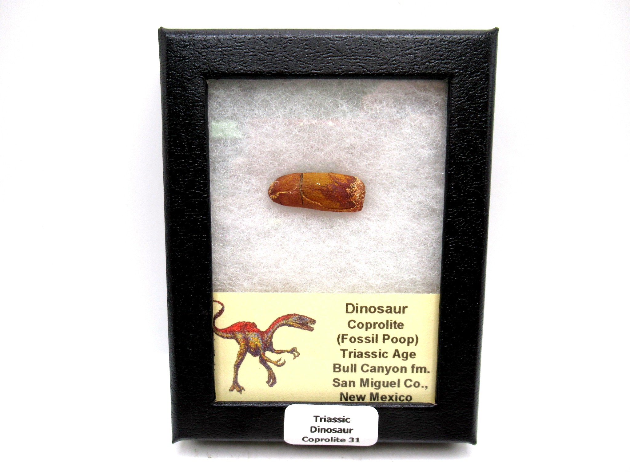 Utah Jurassic Age Dinosaur Coprolite 31 | Fossils for Sale Genuine Jurassic Age Dinosaur Coprolite Fossil for Sale from Utah #31