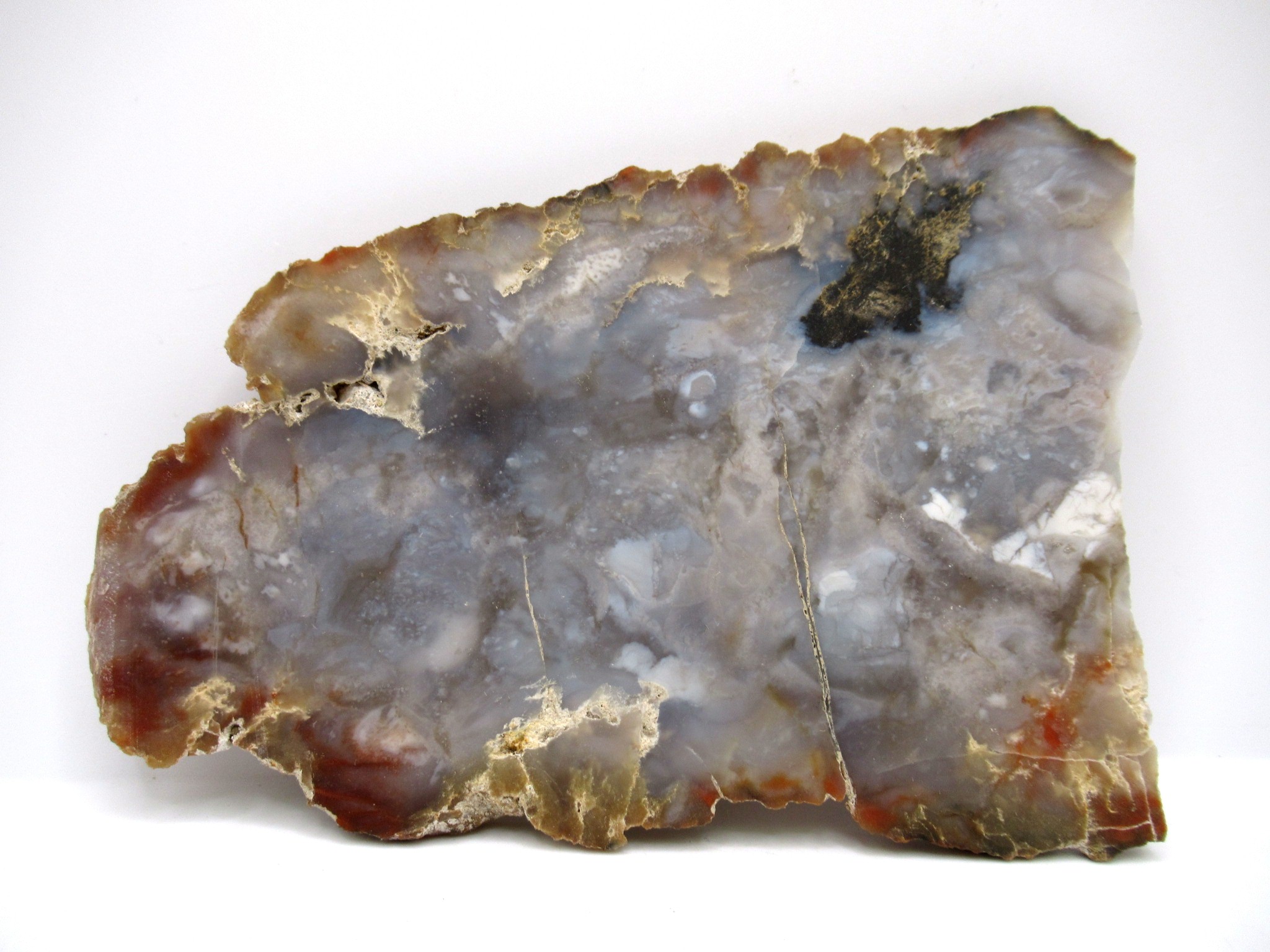 Utah Jurassic Age Dinosaur Coprolite 58a | Fossils for Sale Genuine Jurassic Age Dinosaur Coprolite Fossil for Sale from Utah #58a