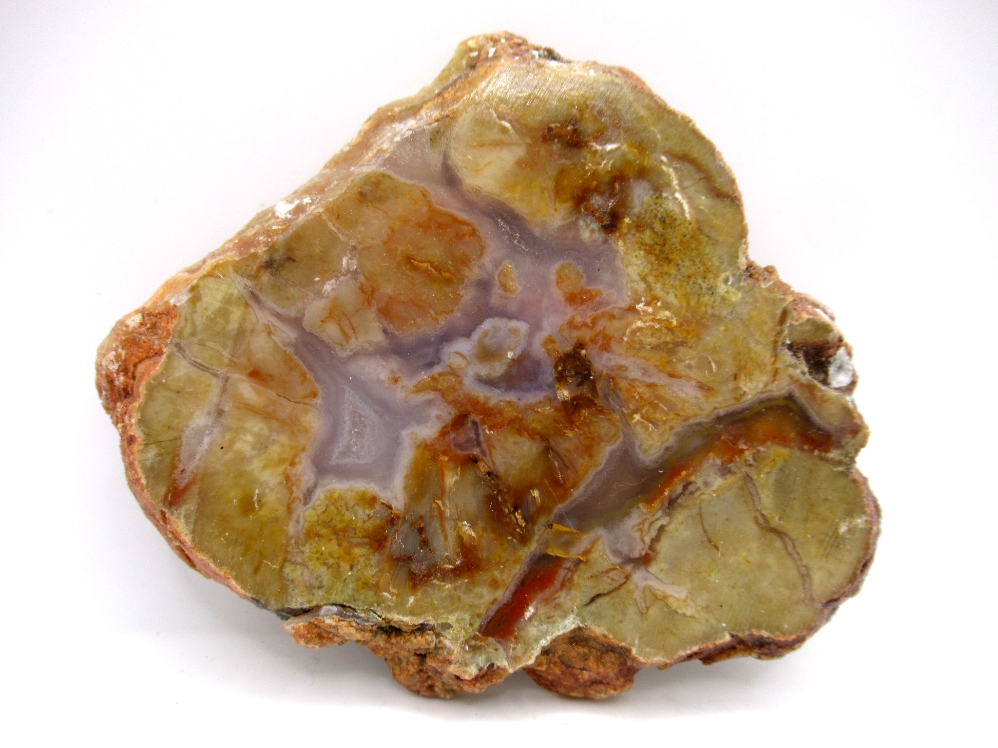 Utah Jurassic Age Dinosaur Coprolite 80 | Fossils for Sale Genuine Jurassic Age Dinosaur Coprolite Fossil for Sale from Utah #80