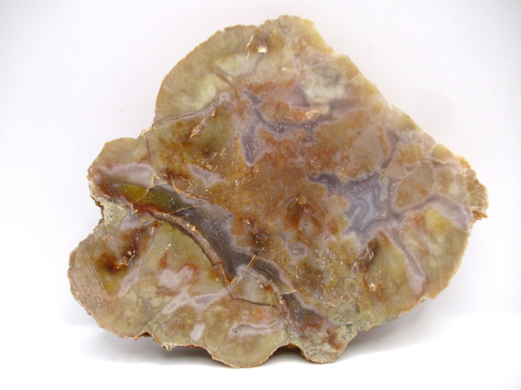 Utah Jurassic Age Dinosaur Coprolite 80a | Fossils for Sale Genuine Jurassic Age Dinosaur Coprolite Fossil for Sale from Utah #80a