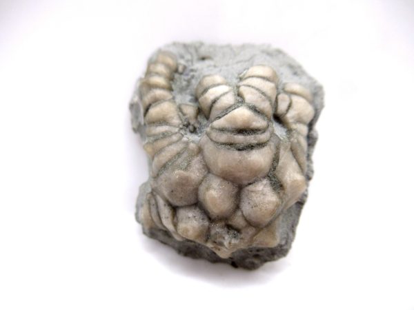 Genuine Mississippian Age Crawfordsville Crinoid Fossil for Sale from Indiana #149