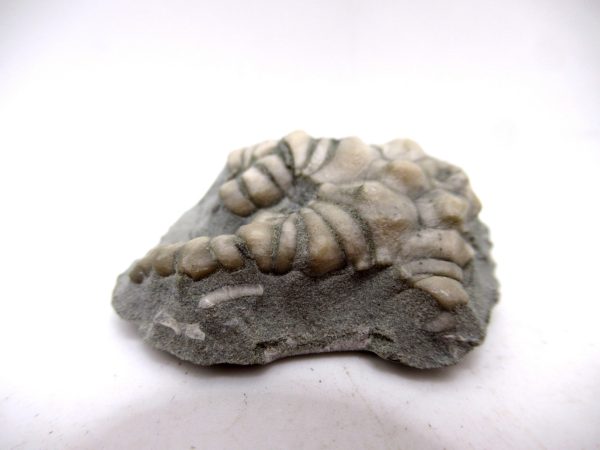 Genuine Mississippian Age Crawfordsville Crinoid Fossil for Sale from Indiana #149a