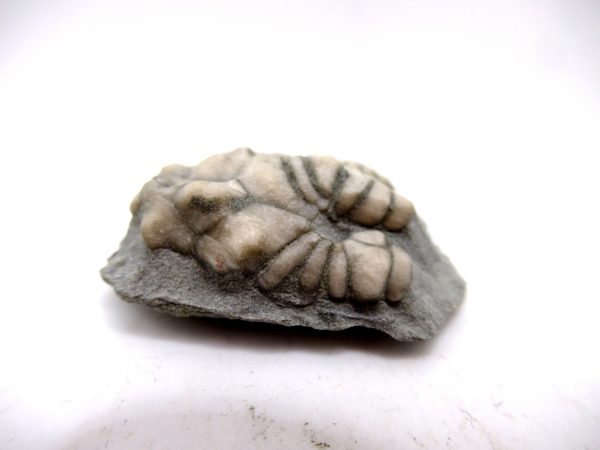 Genuine Mississippian Age Crawfordsville Crinoid Fossil for Sale from Indiana #149b